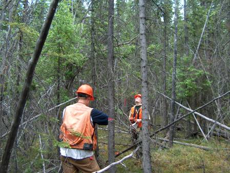 UAF Summer Forestry Field Position Employment Opportunity