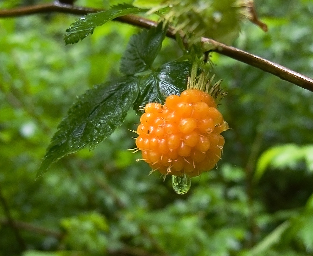 Aug photo - salmonberry