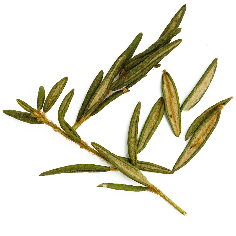 labrador-tea