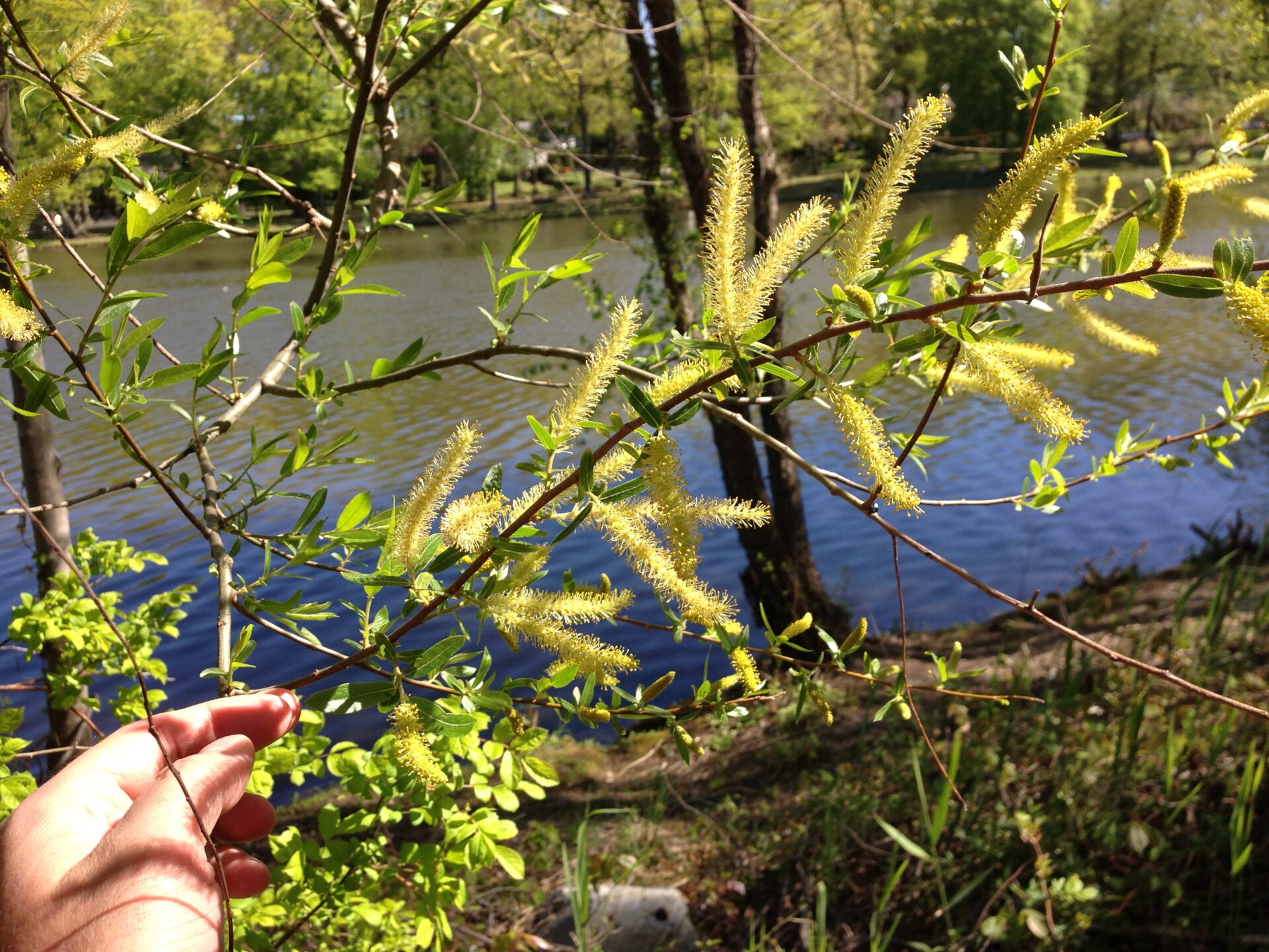 Oct photo - Black willow