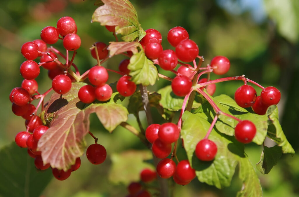 September 2020 Native Word of the Month